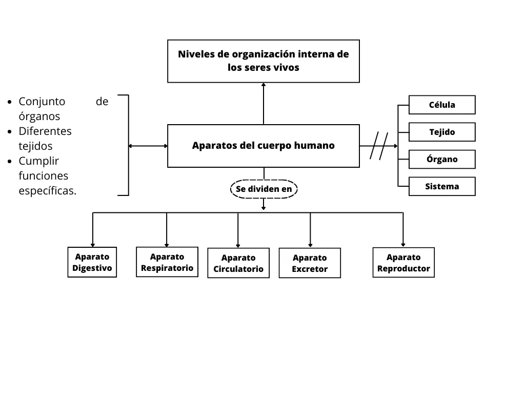 Mentefacto conceptual aparato del cuerpo humano