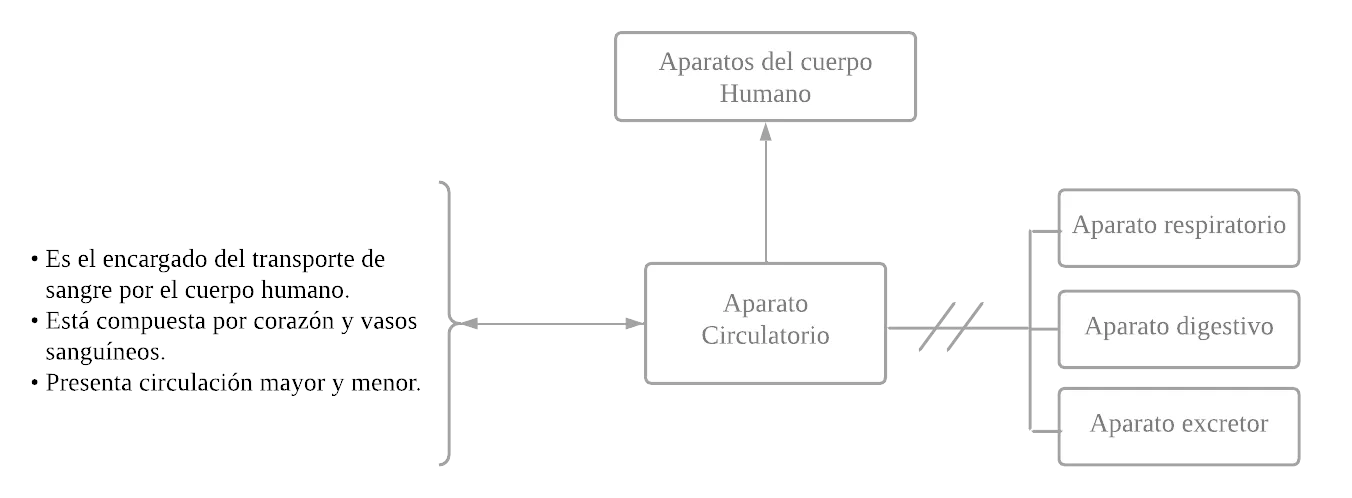 Mentefacto Conceptual de Aparato Circulatorio