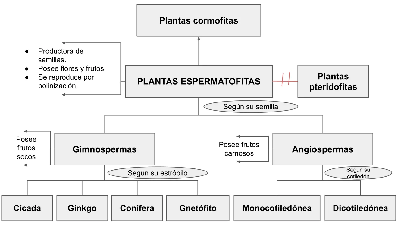 Mentefacto Conceptual Espermatofitas
