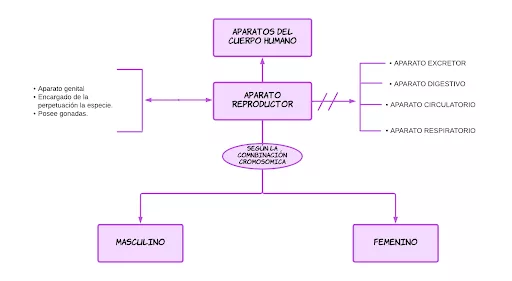 Mentefacto Aparato Reproductor