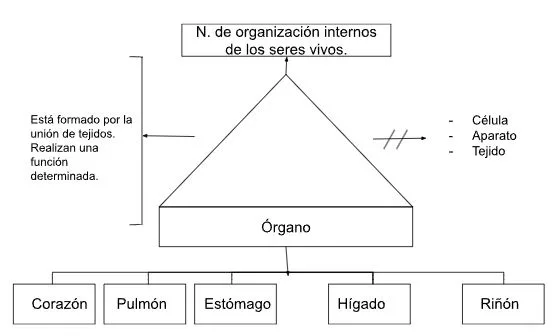 Pseudomentefacto Órgano