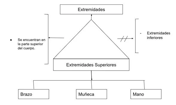 Pseudomentefacto Extremidades superiores