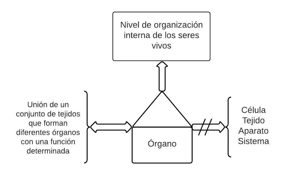 Pseudomentefacto Órganos