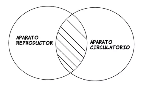 P3.3: Ningún aparato reproductor es aparato circulatorio.