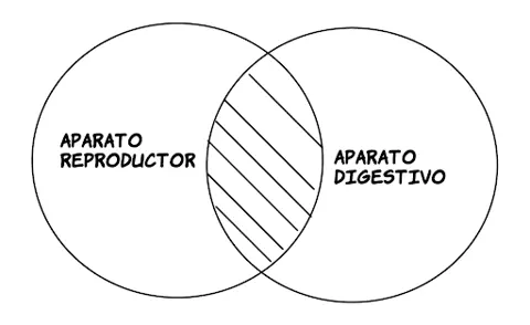 P3.2: Ningún aparato reproductor es aparato digestivo.