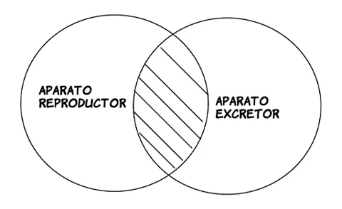 P3.1: Ningún aparato reproductor es aparato excretor.