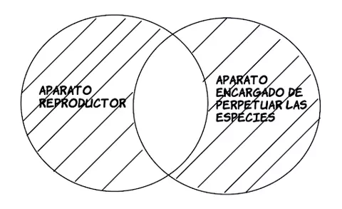 P2.2: Todo aparato reproductor es el aparato encargado de perpetuar la especie.