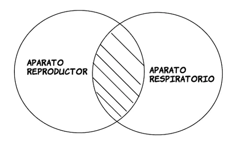 P3.4: Ningún aparato reproductor es aparato respiratorio.