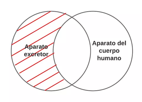 P1.- Todo aparato excretor es aparato del cuerpo humano.