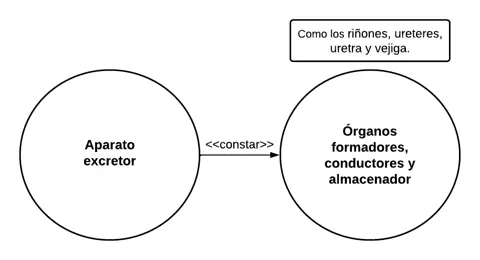 P2.2.- Todo aparato excretor consta de órganos formadores, conductores y almacenadores: riñones, uréteres, uretra y vejiga.