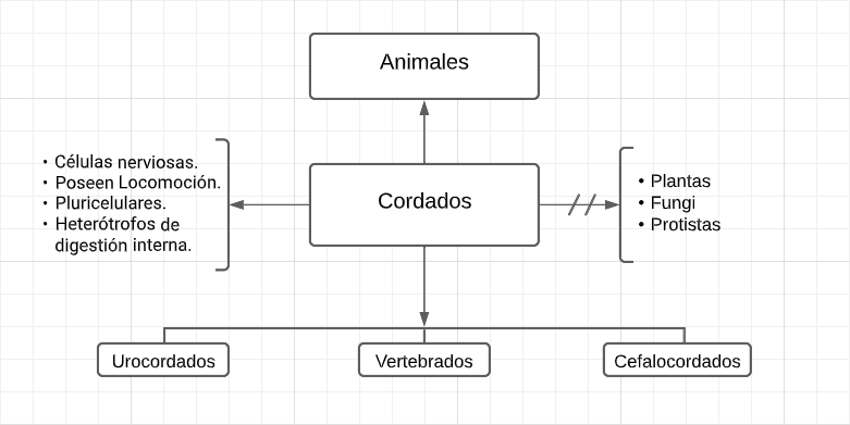 Archivo:Mentefacto Cordados.png