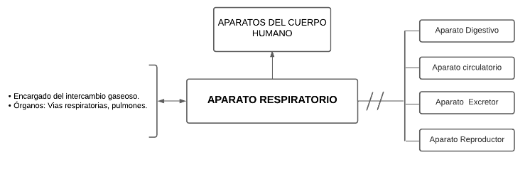 Mentefacto Aparato Respiratorio