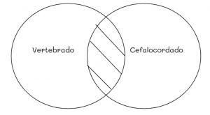 Mentefacto vertebrados 6.jpg