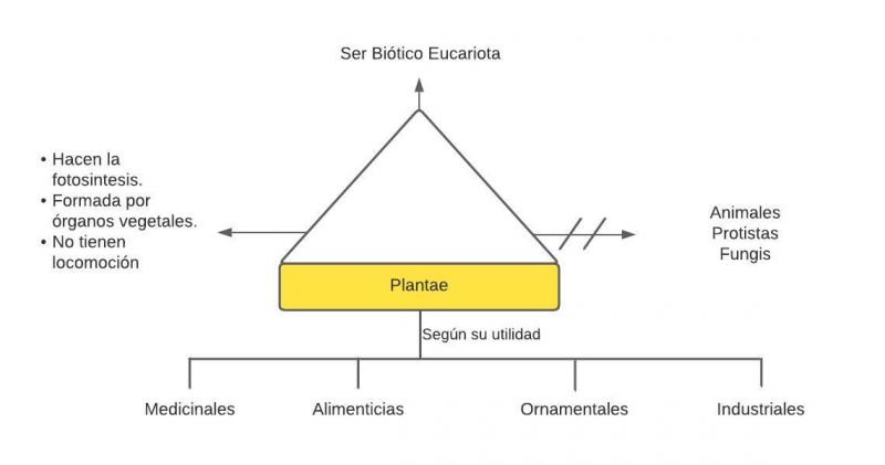 Archivo:Plantas (3).jpg
