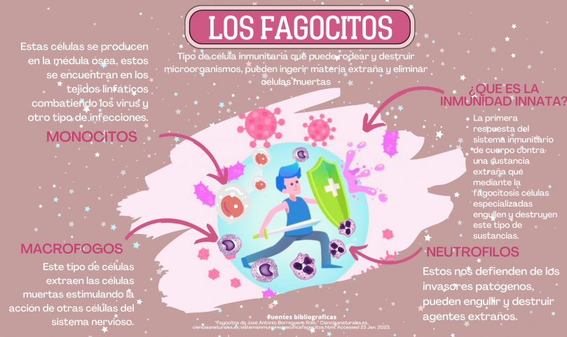 FAGOCITOS INFORGRAFIA