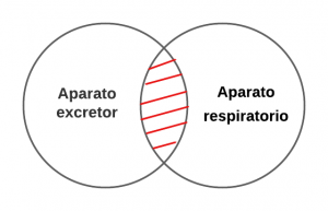P3.3.- Ningún aparato excretor es aparato respiratorio.