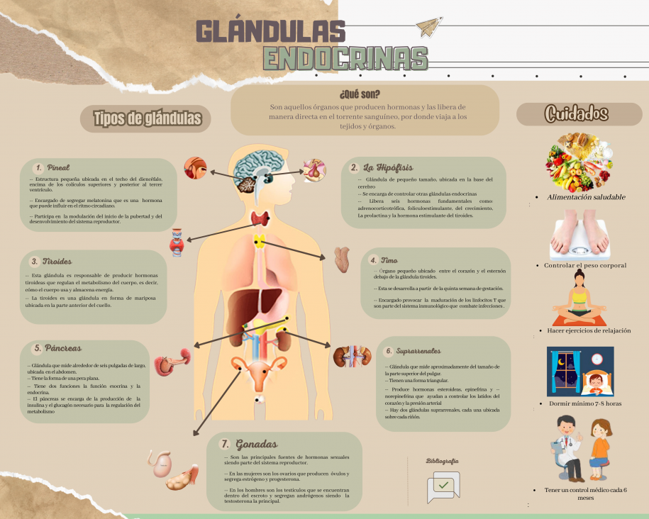 Infografía de Glándulas Endocrinas.png