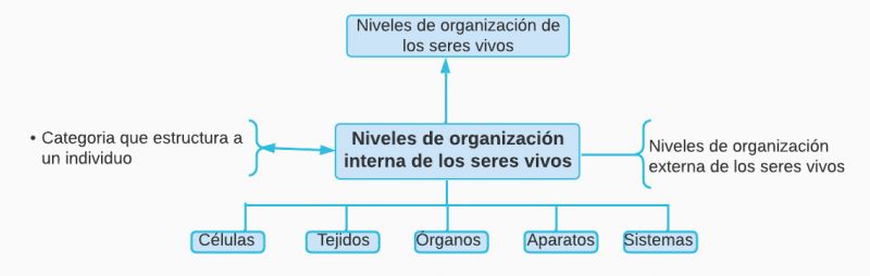 Archivo:Nivel organizacion interna.jpg