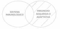 P4.1. Algún sistema inmunológico es inmunidad adquirida o adaptativa