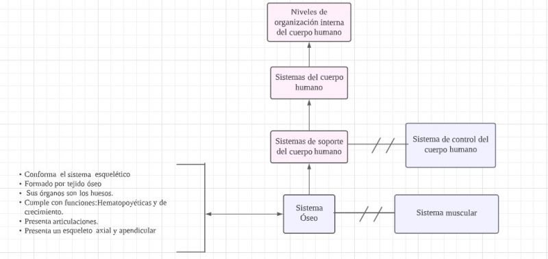 Archivo:MENTEFACTO SISTEMA OSEO.jpg