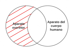 P1.- Todo aparato excretor es aparato del cuerpo humano.
