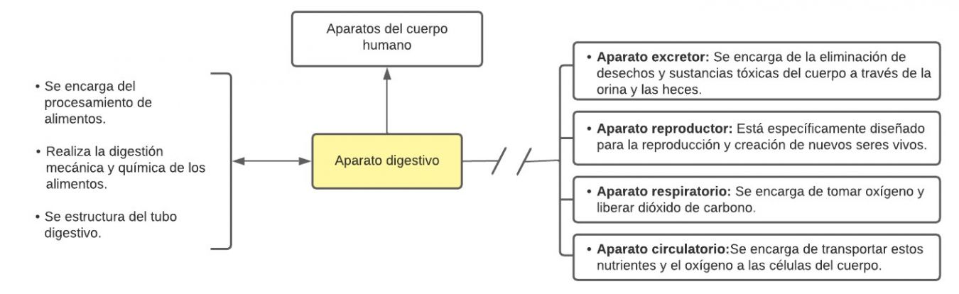 Aparato Digestivo Mentefacto Conceptual.jpg