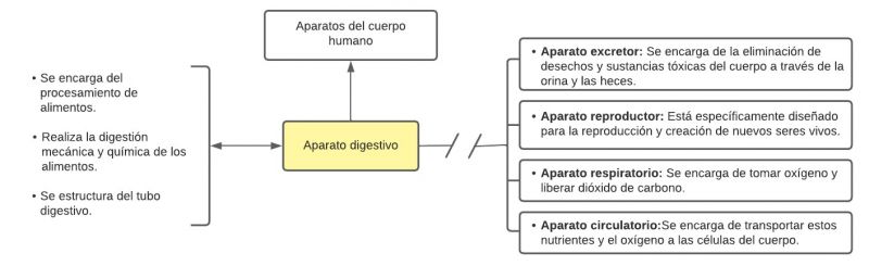 Archivo:Aparato Digestivo Mentefacto Conceptual.jpg