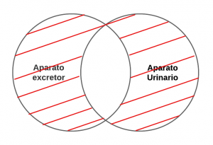 P2.1.- Todo aparato excretor es aparato urinario.