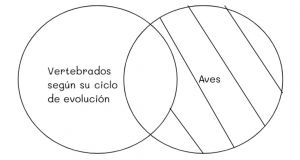 Mentefacto vertebrados 12.jpg