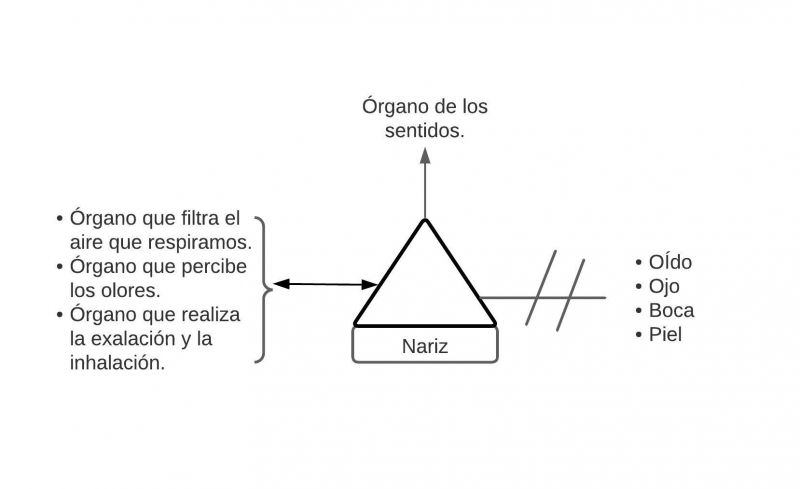 Archivo:Pseudomentefacto de Nariz.jpg