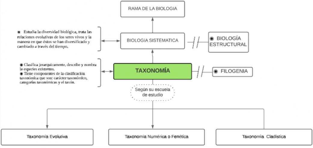 Mentefacto Conceptual de Taxonomía