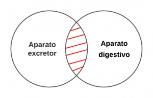 P3.1- Ningún aparato excretor es aparato digestivo.
