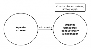 P2.2.- Todo aparato excretor consta de órganos formadores, conductores y almacenadores: riñones, uréteres, uretra y vejiga.
