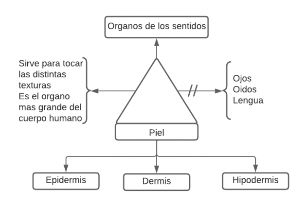 Pseudomentefacto Piel.png