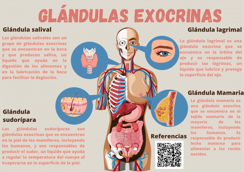 Infografía Glándulas Exocrinas.jpg