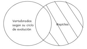 Mentefacto vertebrados 10.jpg