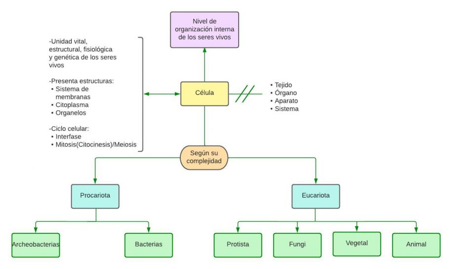 Mentefacto conceptual celula.jpg