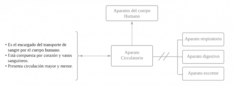 Archivo:MENTEFACTO APARATO CIRCULATORIO.png