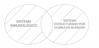 P2.2. Todo sistema inmunológico es un sistema estructurado por glóbulos blancos.