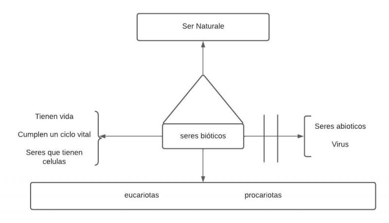 Archivo:Mentefacto de seres bioticos.jpg
