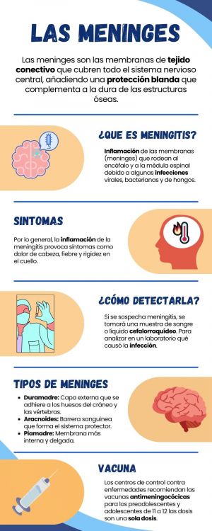 Infografía Meninges.jpg