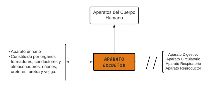 Mentefacto Aparato excretor