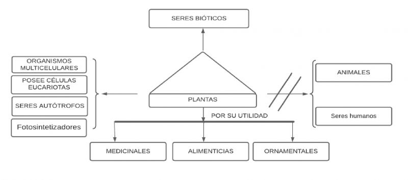 Archivo:Pseudomentefacto plantas.jpg