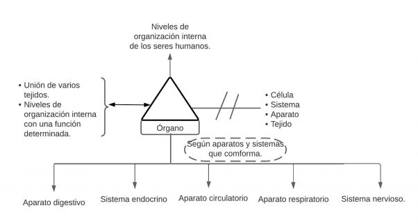 Mentefacto de órgano.jpg