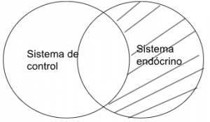 Silogismo aristotélico sistema de control - sistema endocrino.png