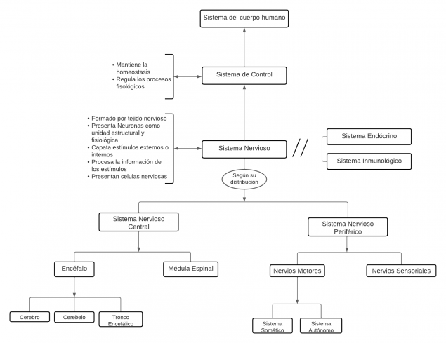 Mentefacto Conceptual Sistema Nervioso