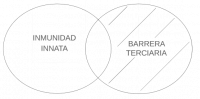 P4.2.3 Alguna inmunidad innata es barrera terciaria