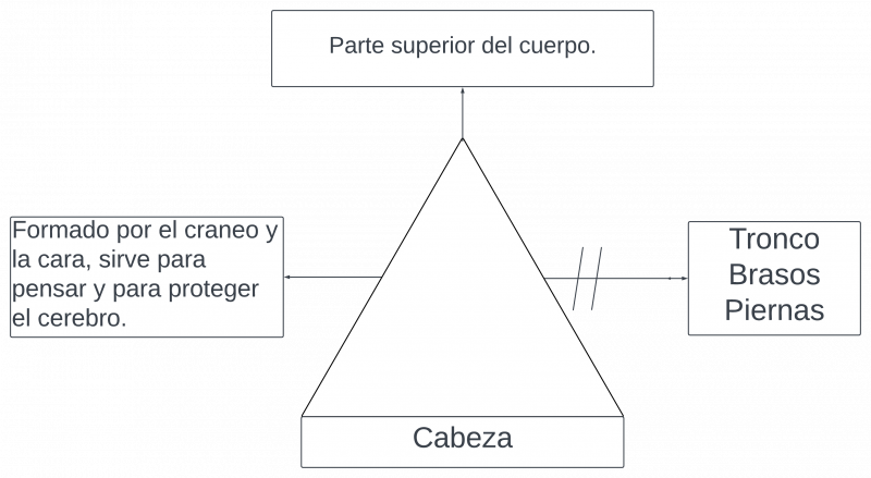 Archivo:Pseudomentefacto cabeza.png