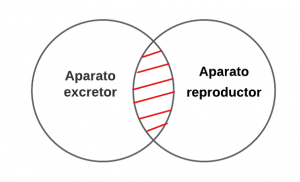 P3.4.- Ningún aparato excretor es aparato reproductor.