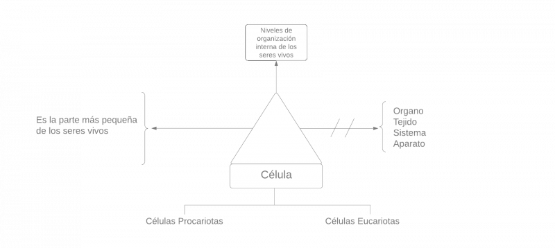 Archivo:Pseudomentefacto Célula 1.png